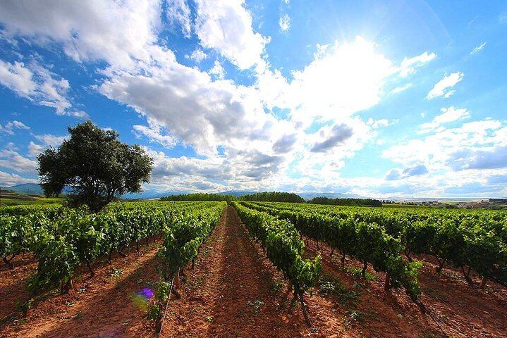 Badarán Family Winery Visit with Four-Wine Tasting and Riojan Appetizer (6/8)