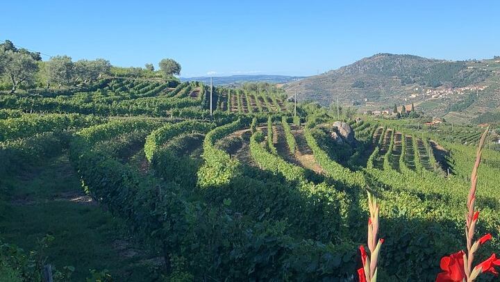 Lamego Wine Cellar Museum Visit at Quinta da Portela de Baixo with Port Tasting (2/5)