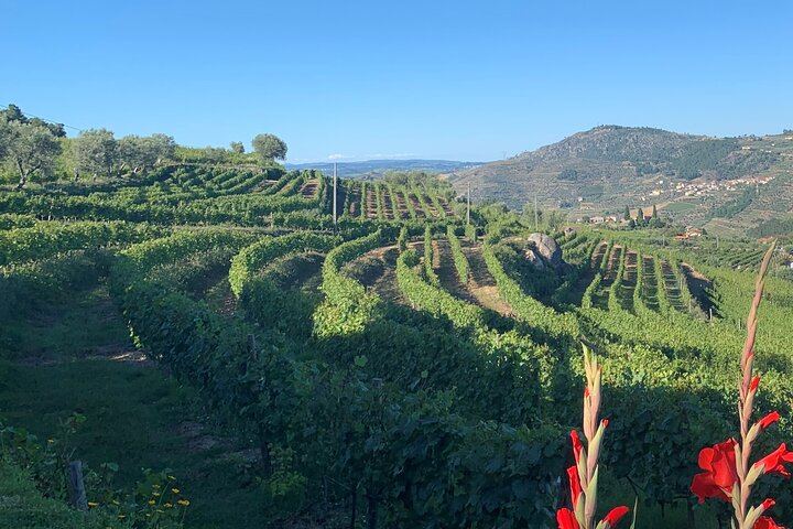 Lamego Wine Cellar Museum Visit at Quinta da Portela de Baixo with Port Tasting (2/5)