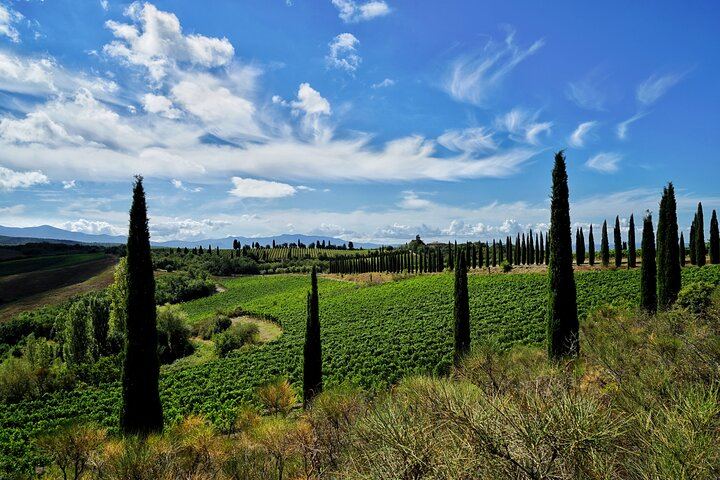 Biodynamic Winery Tour and Seated Six-Wine Tasting at Corte Pavone, Montalcino (8/10)