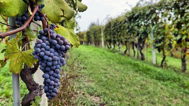 Small-Group Sonoma and Napa Wine Tour from San Francisco with Three Tastings (1/12)