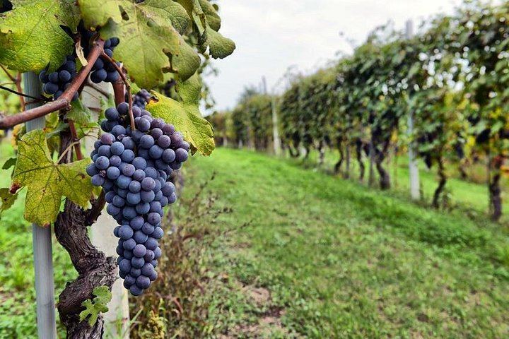 Small-Group Sonoma and Napa Wine Tour from San Francisco with Three Tastings (1/12)