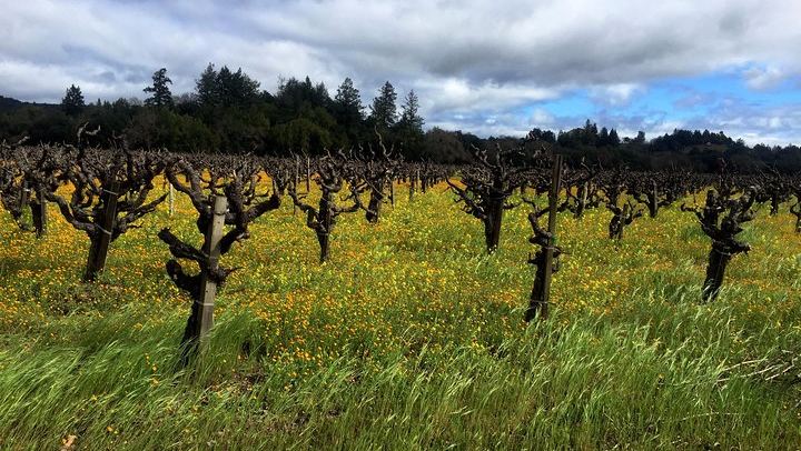 Custom Sonoma and Healdsburg Wine Tour to Boutique Wineries in Four Appellations (1/12)