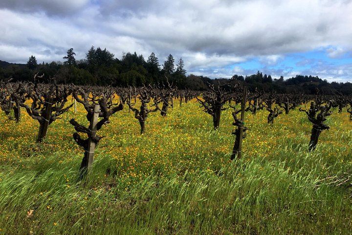 Custom Sonoma and Healdsburg Wine Tour to Boutique Wineries in Four Appellations (1/12)