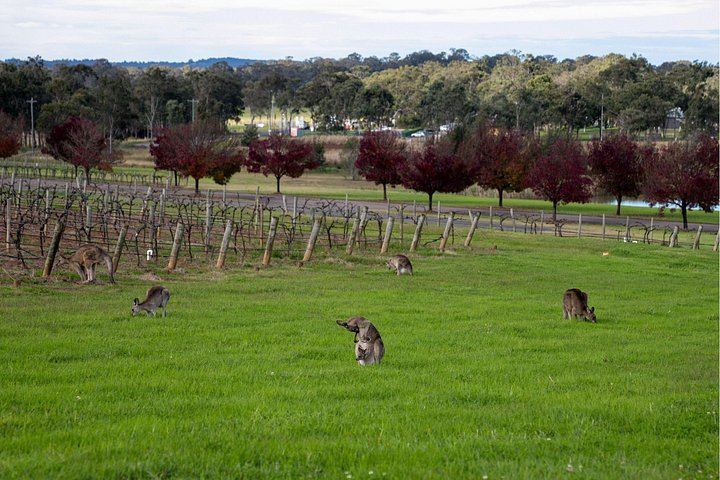 Small-Group Hunter Valley Wine and Cheese Day Tour from Sydney, Pokolbin Boutique Wineries (8/12)