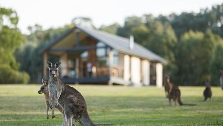 Small-Group Yarra Valley Afternoon Tour: Chandon, Chocolate and Sunset Kangaroos (2/12)