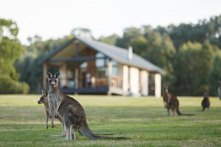 Small-Group Yarra Valley Afternoon Tour: Chandon, Chocolate and Sunset Kangaroos (2/12)