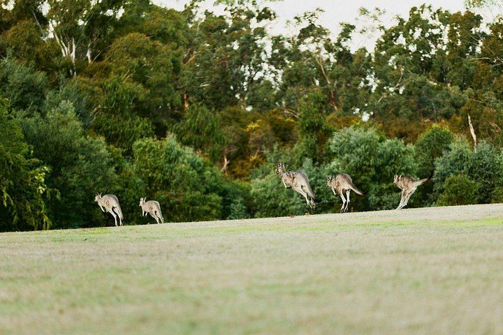 Small-Group Yarra Valley Afternoon Tour: Chandon, Chocolate and Sunset Kangaroos (11/12)