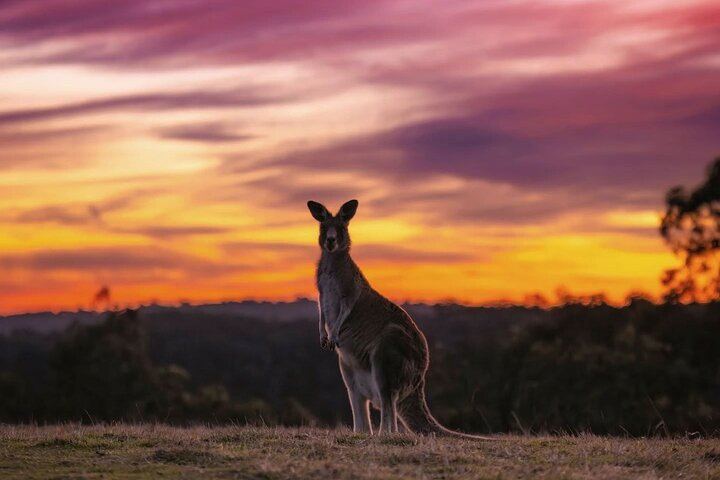 Private Yarra Valley Evening Tour: Barrique Wine Store, Healesville and Dinner at Meletos (11/12)