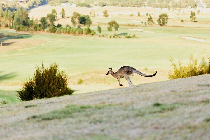 Yarra Valley Food and Wine Tour for 12 Max: Dairy Cheese, Yering Station, Kangaroos (3/12)