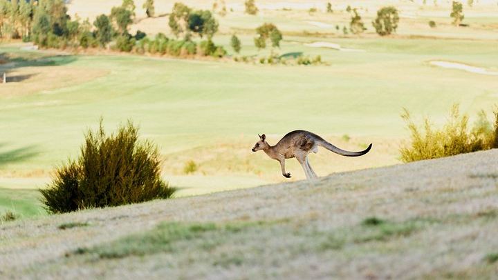 Yarra Valley Food and Wine Tour for 12 Max: Dairy Cheese, Yering Station, Kangaroos (3/12)
