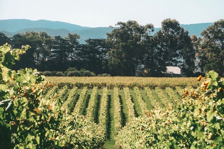 Luxury Private Yarra Valley Day Trip from Melbourne with Champagne Brunch (5/9)