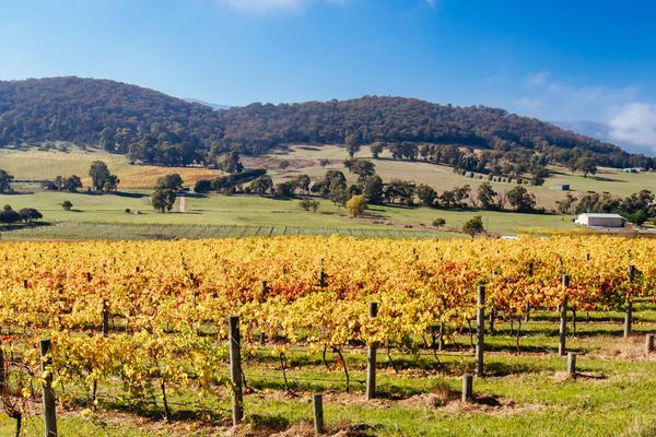 Yarra Valley Wine Tour from Melbourne Hotels: Rochford, Coldstream Dairy and Stag Lane Gin