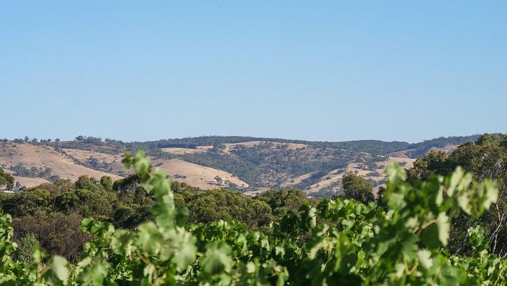 Barossa Discovery Day: Private Wine Tour with Local Guide Kym Farley, Adelaide Pickup (2/6)