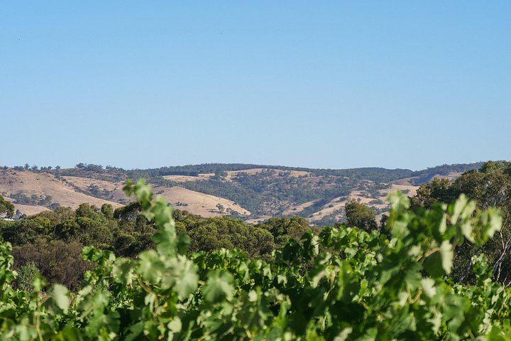 Barossa Discovery Day: Private Wine Tour with Local Guide Kym Farley, Adelaide Pickup (2/6)