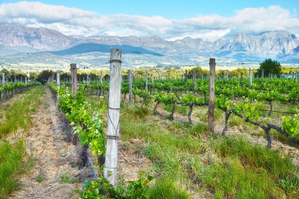 Young vines and a wooden trellis post in a Western Cape vineyard with mountains behind