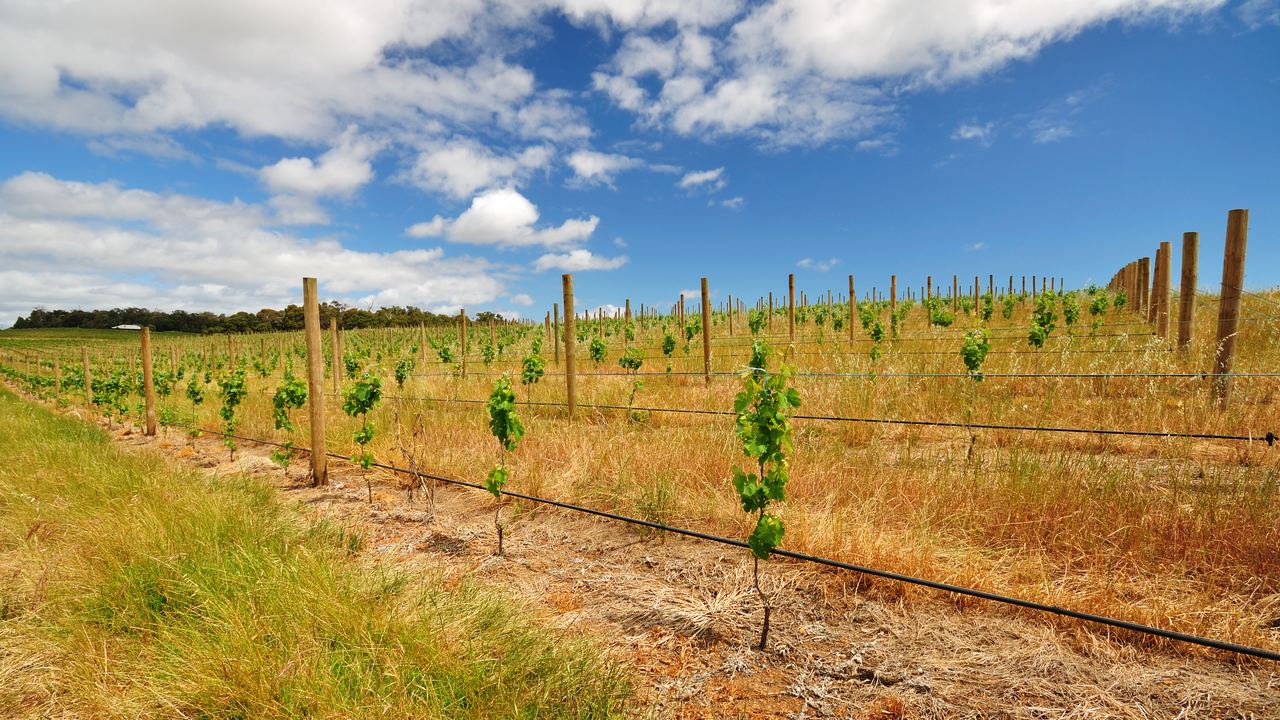 Young vines in rows under a cloudy blue sky on an Australian vineyard