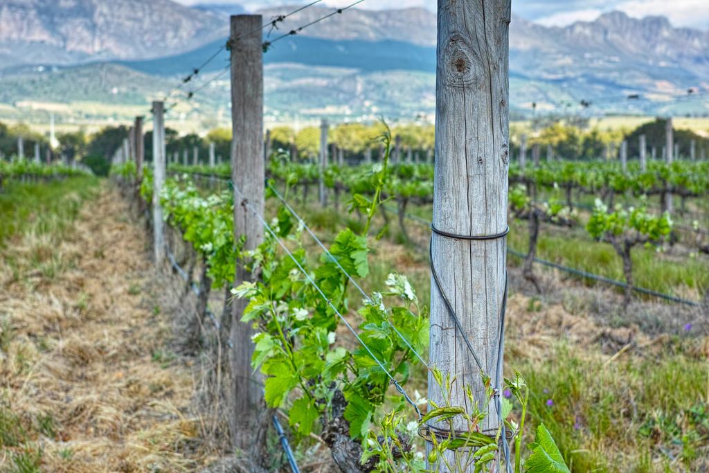 Young vines on a wire trellis in a Western Cape vineyard with hills in the distance