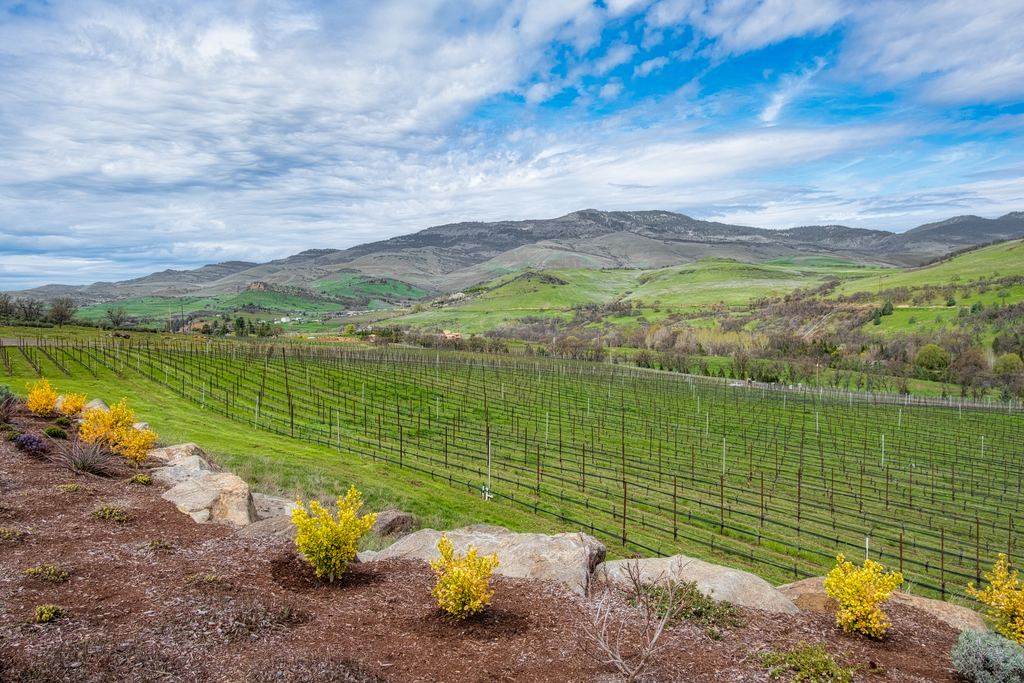 Young vineyard on green hills with a mountain range in the distance