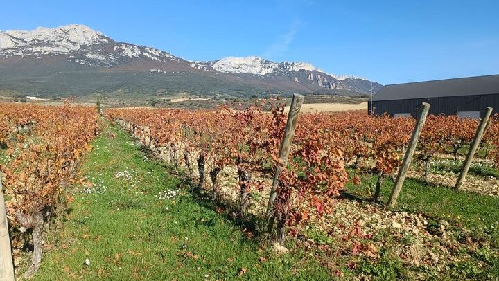 Private Rioja Wine Day from San Sebastian: Two to Three Wineries, Three-Course Lunch (2/12)